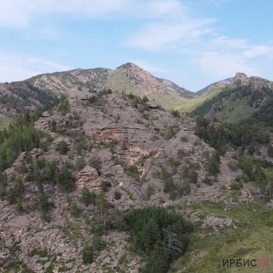 Баянауылда әуеден бақылау кезінде қабандар үйірі көзге түсті