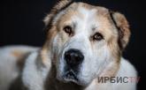 Қараусыз жануарларға қатысты жаңа тәртіп енгізілді