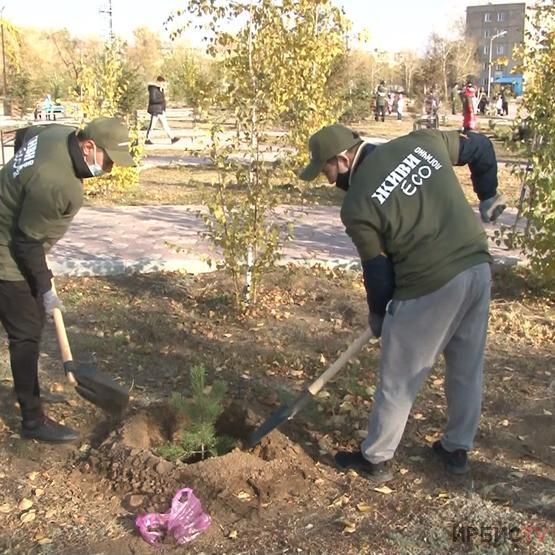 Ақсу ферроқорытпа зауыты алдағы бес жылда 50 мың ағаш отырғызуды жоспарлауда