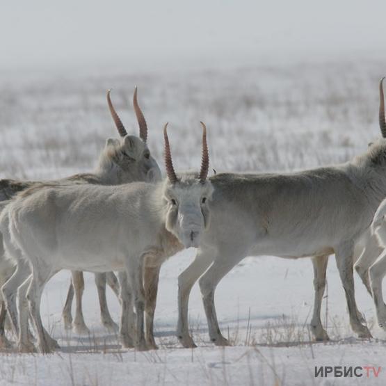 Желтоқсанның 1-інен Қазақстан бойынша «Ақбөкен» акциясы басталады