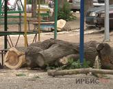 «Ағаштарды сау ма, ауру ма қарамай кесіп жатыр!»