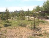 Павлодар облысында 2023 жылға қарай 7,4 миллион көшет отырғызылады