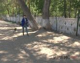 Павлодарда биыл екі ит қыдыртатын орын пайда болмақ