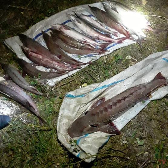 13 келі балық үшін ер адамға 17 миллион теңге көлемінде айыппұл төлеу қауіпі төніп тұр